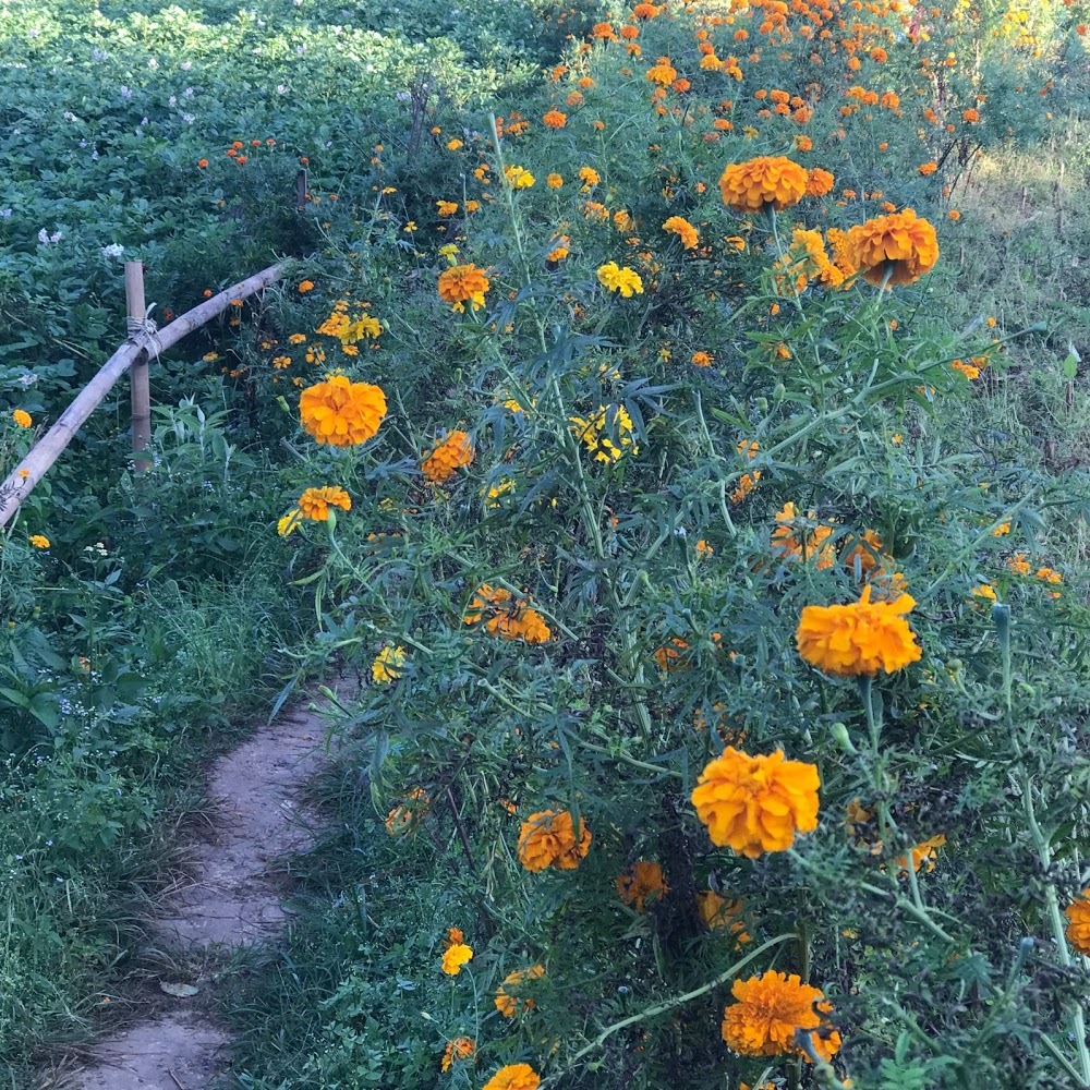 Meet your Posher, Cici